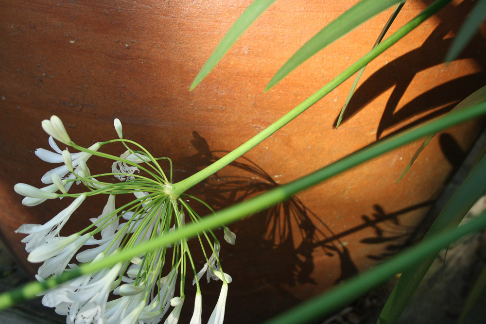 nature-in-practice
